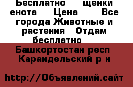 Бесплатно !!! щенки енота!! › Цена ­ 1 - Все города Животные и растения » Отдам бесплатно   . Башкортостан респ.,Караидельский р-н